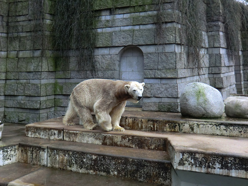 Eisbär LARS am 2. März 2012 im Zoologischen Garten Wuppertal