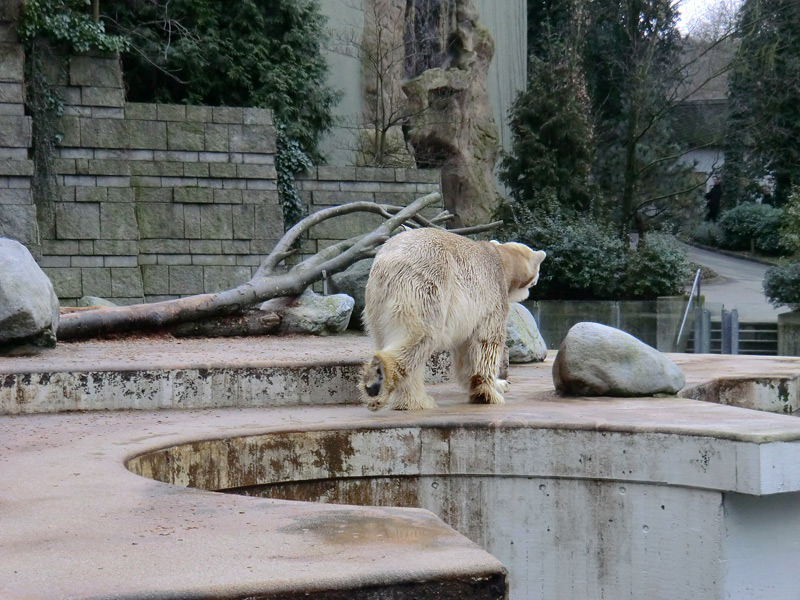 Eisbär LARS am 2. März 2012 im Wuppertaler Zoo