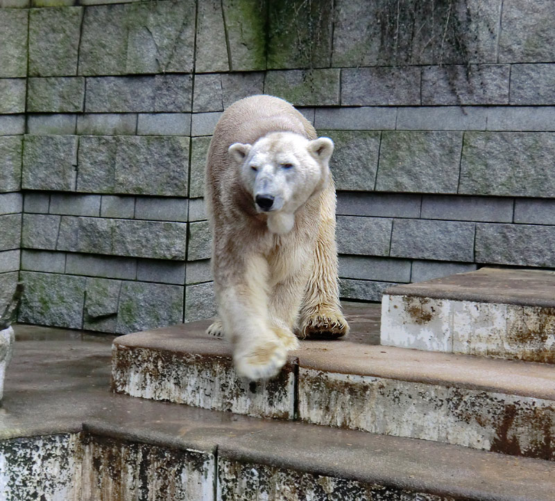 Eisbär LARS am 2. März 2012 im Zoologischen Garten Wuppertal