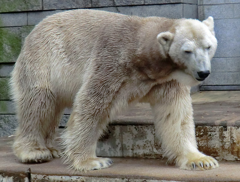 Eisbär LARS am 2. März 2012 im Wuppertaler Zoo