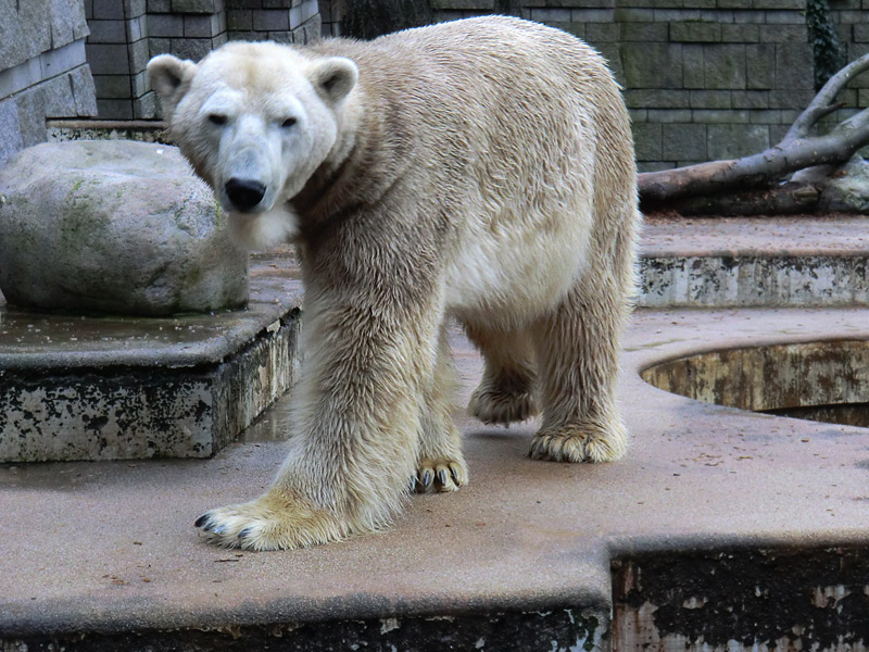 Eisbär LARS am 2. März 2012 im Zoo Wuppertal