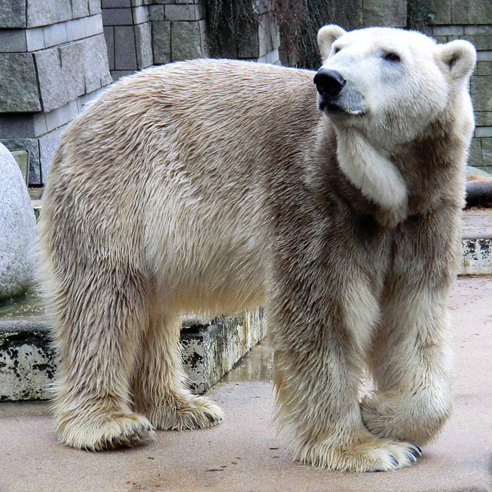 Eisbär LARS am 2. März 2012 im Wuppertaler Zoo