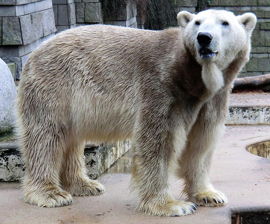 Eisbär LARS am 2. März 2012 im Zoologischen Garten Wuppertal