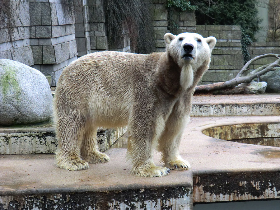 Eisbär LARS am 2. März 2012 im Zoo Wuppertal