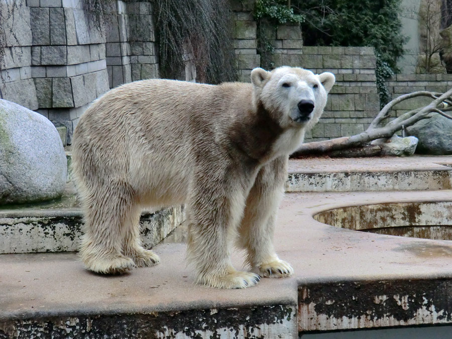 Eisbär LARS am 2. März 2012 im Wuppertaler Zoo