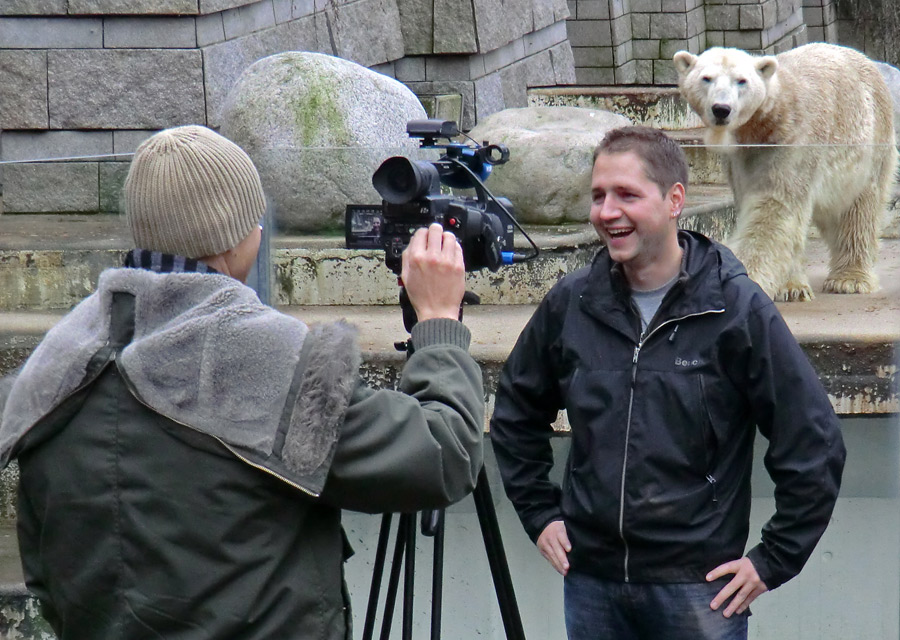 Eisbär LARS am 2. März 2012 im Zoologischen Garten Wuppertal