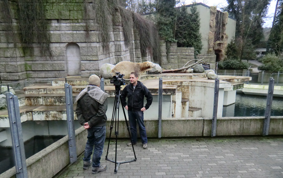 Eisbär LARS am 2. März 2012 im Zoo Wuppertal