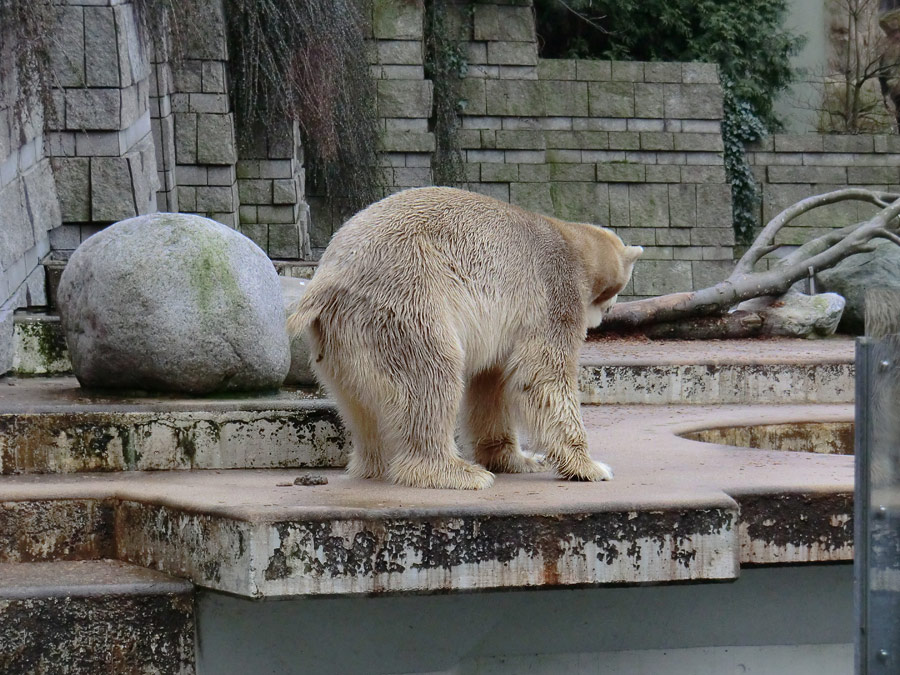 Eisbär LARS am 2. März 2012 im Zoologischen Garten Wuppertal