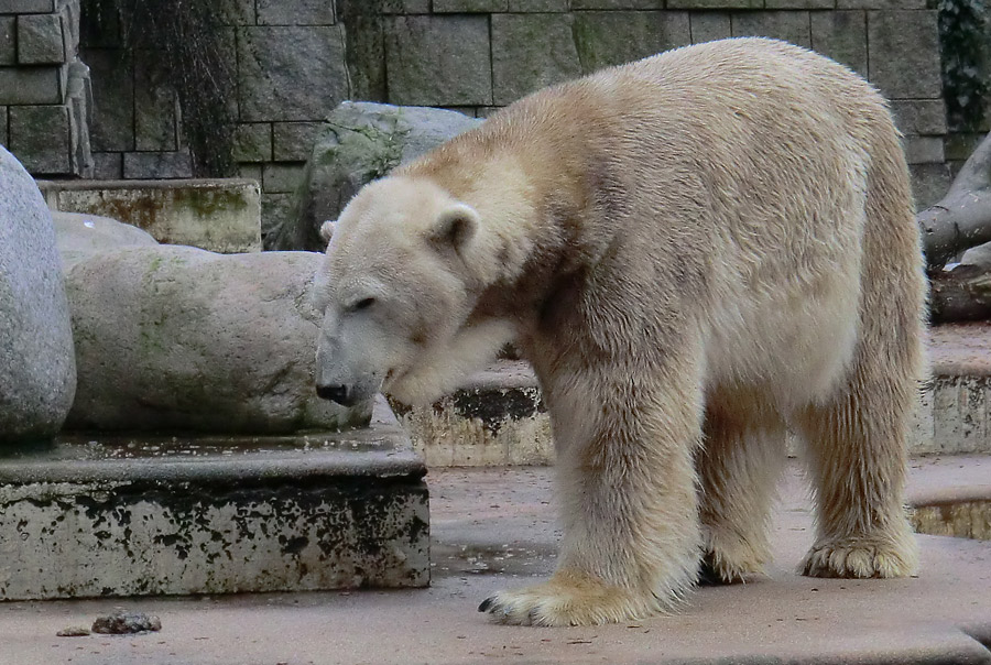 Eisbär LARS am 2. März 2012 im Wuppertaler Zoo