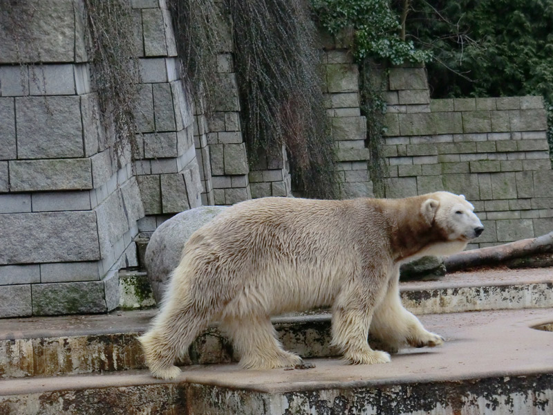 Eisbär LARS am 2. März 2012 im Zoo Wuppertal