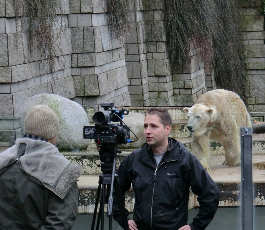 Eisbär LARS am 2. März 2012 im Zoologischen Garten Wuppertal