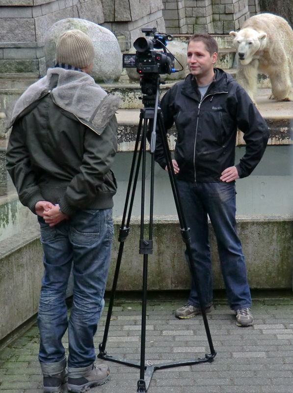 Eisbär LARS am 2. März 2012 im Wuppertaler Zoo