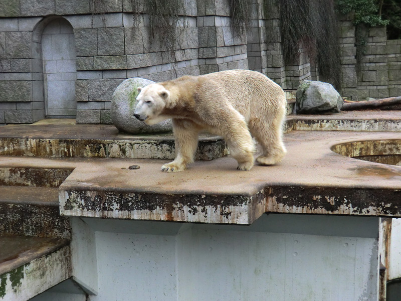 Eisbär LARS am 2. März 2012 im Zoo Wuppertal