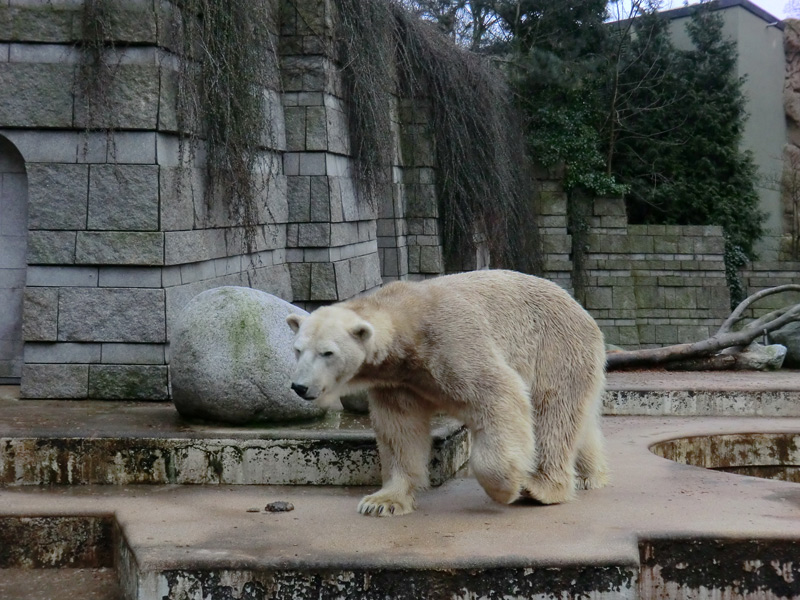 Eisbär LARS am 2. März 2012 im Wuppertaler Zoo