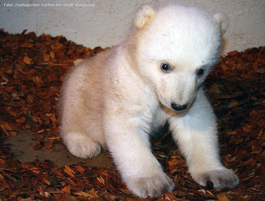 Eisbär-Mädchen ANORI im März 2012 im Wuppertaler Zoo (Foto; Zoologischen Garten der Stadt Wuppertal)