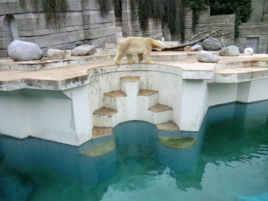 Eisbär LARS am 29. März 2012 im Zoologischen Garten Wuppertal