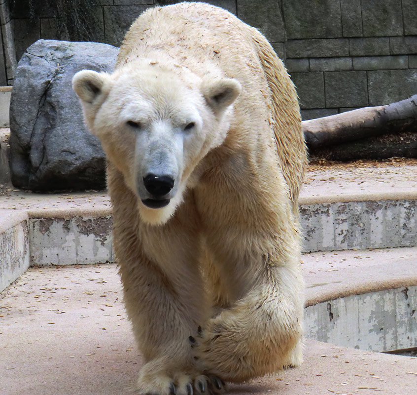 Eisbär LARS am 29. März 2012 im Zoo Wuppertal