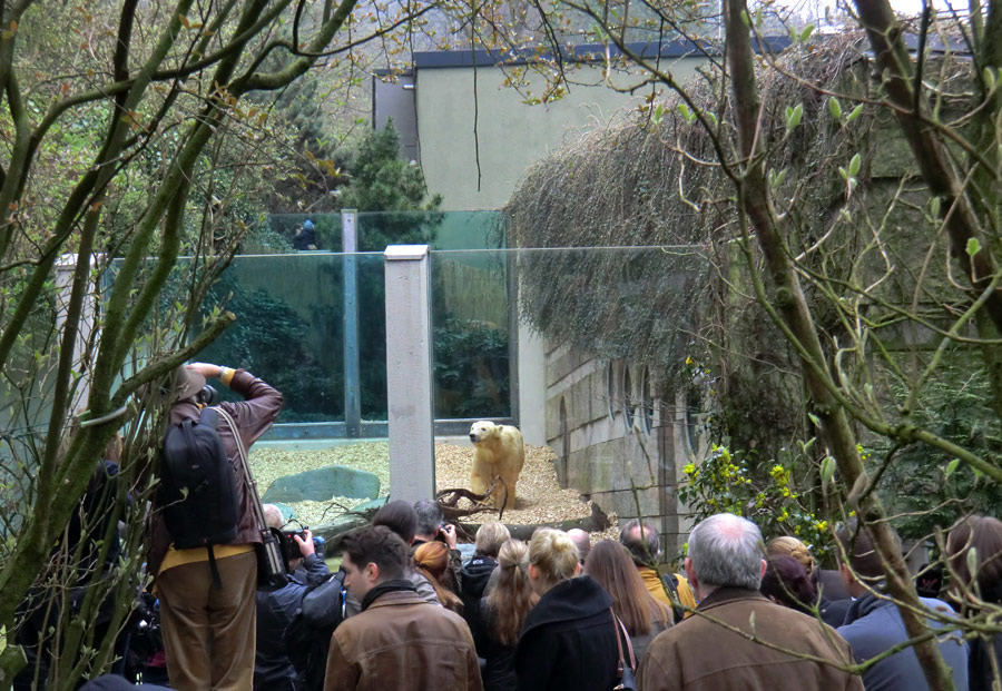 Eisbärin VILMA am 29. März 2012 im Zoo Wuppertal