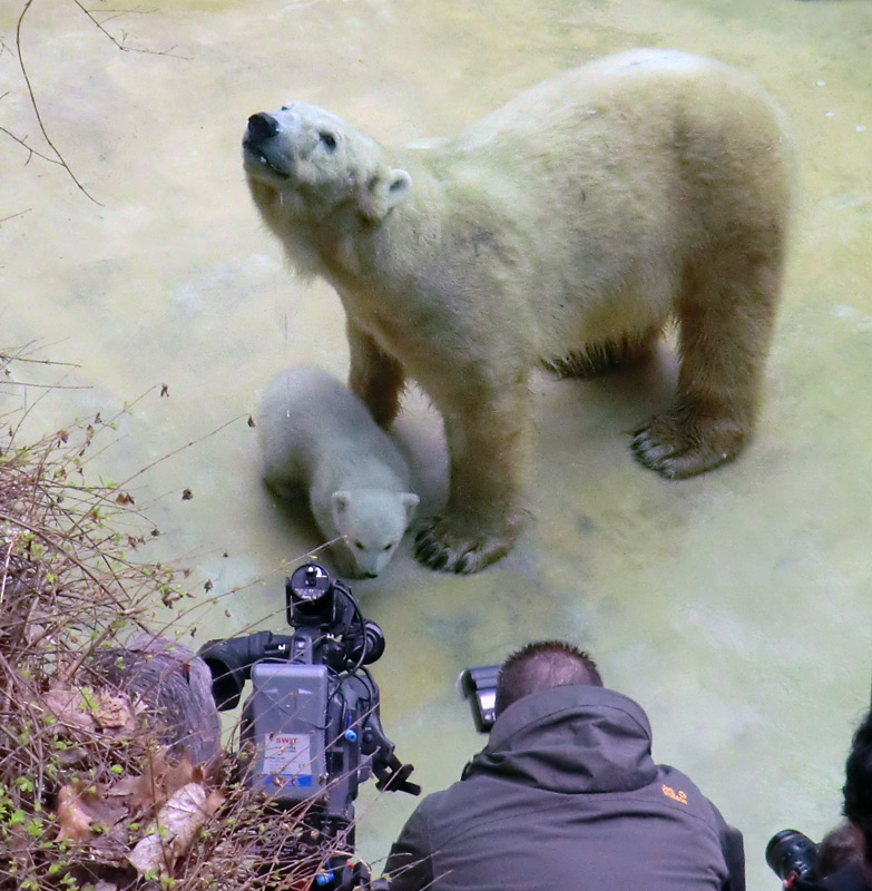 Eisbärin VILMA mit Eisbärbaby ANORI am 29. März 2012 im Zoologischen Garten Wuppertal