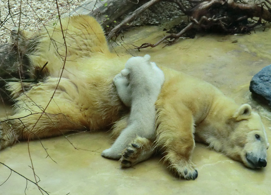 Eisbärin VILMA mit Eisbärbaby ANORI am 29. März 2012 im Zoologischen Garten Wuppertal