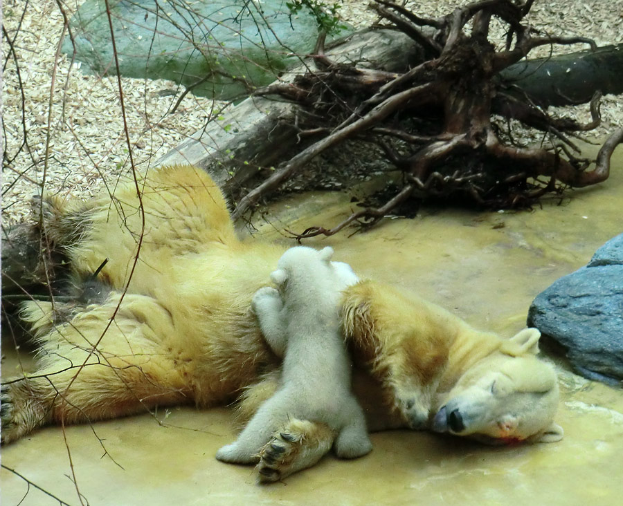 Eisbärin VILMA mit Eisbärbaby ANORI am 29. März 2012 im Wuppertaler Zoo