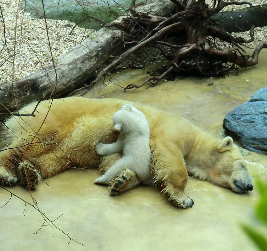 Eisbärin VILMA mit Eisbärbaby ANORI am 29. März 2012 im Zoo Wuppertal