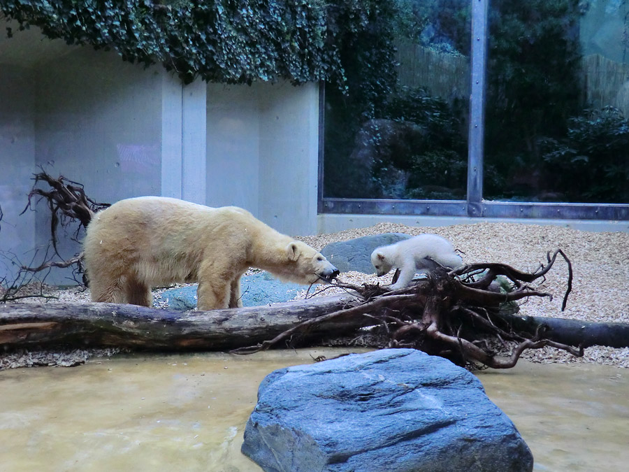 Eisbärin VILMA mit Eisbärbaby ANORI am 29. März 2012 im Zoologischen Garten Wuppertal