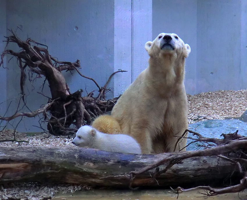 Eisbärin VILMA mit Eisbärbaby ANORI am 29. März 2012 im Wuppertaler Zoo