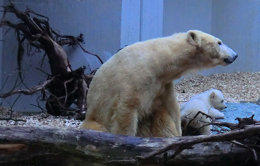 Eisbärin VILMA mit Eisbärbaby ANORI am 29. März 2012 im Zoologischen Garten Wuppertal