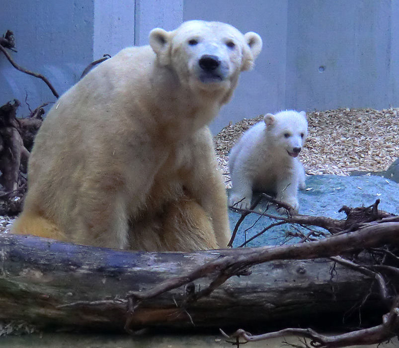 Eisbärin VILMA mit Eisbärbaby ANORI am 29. März 2012 im Wuppertaler Zoo