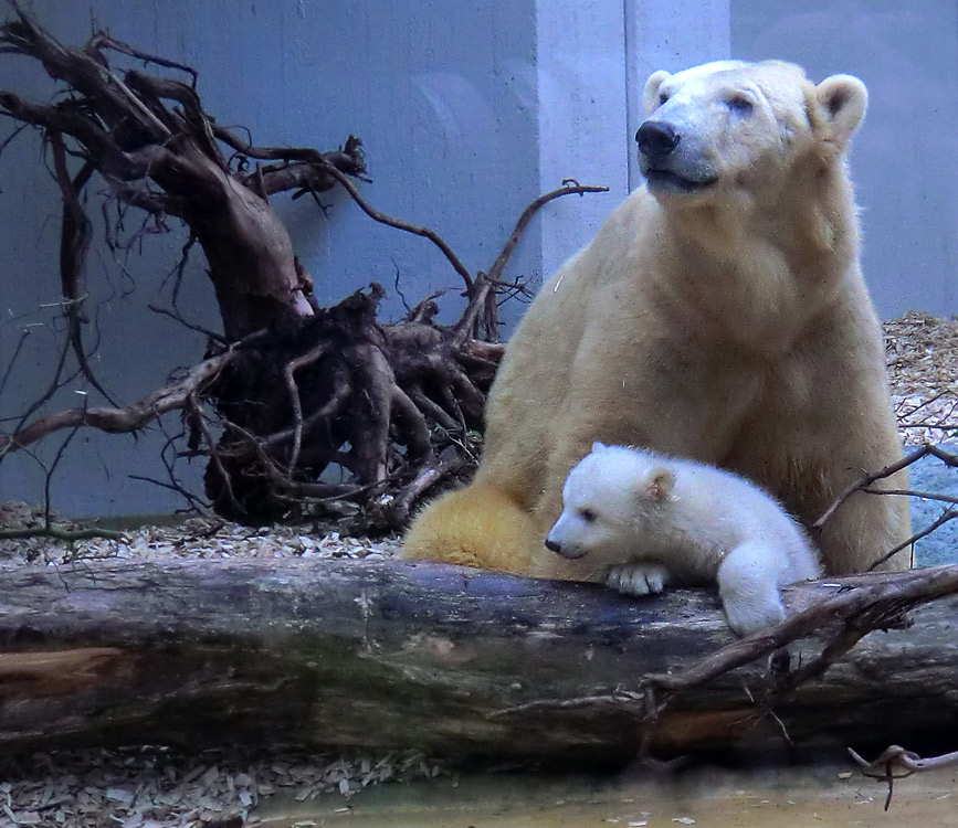 Eisbärin VILMA mit Eisbärbaby ANORI am 29. März 2012 im Zoo Wuppertal