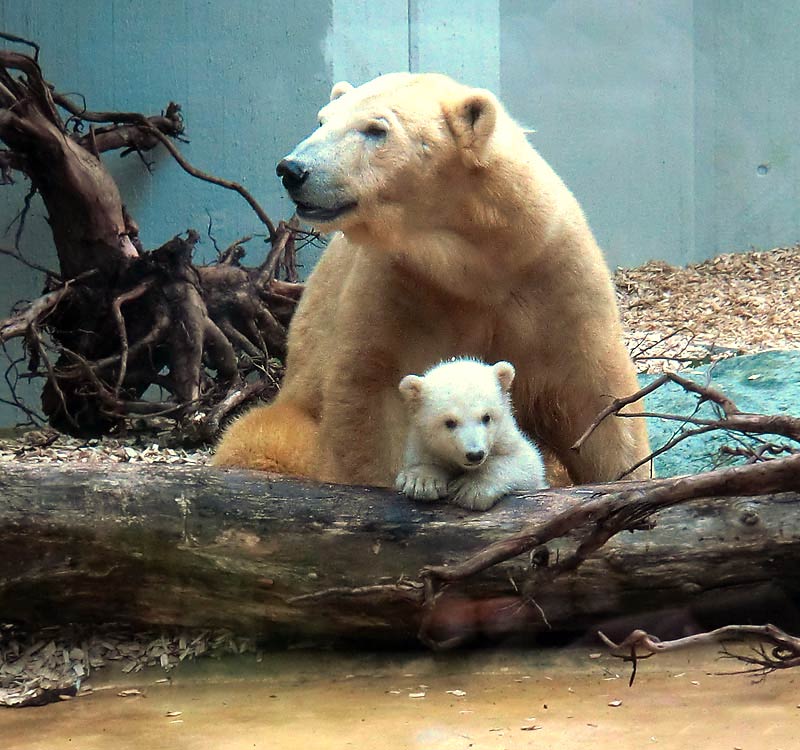 Eisbärin VILMA mit Eisbärbaby ANORI am 29. März 2012 im Zoologischen Garten der Stadt Wuppertal