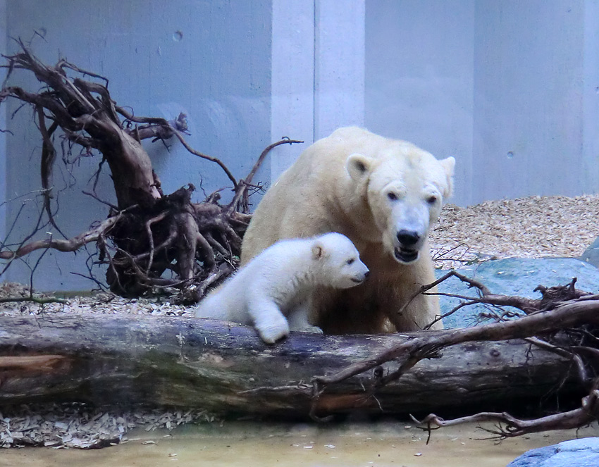 Eisbärin VILMA mit Eisbärbaby ANORI am 29. März 2012 im Wuppertaler Zoo