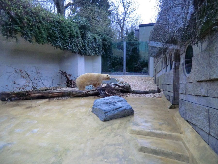 Eisbärin VILMA mit Eisbärbaby ANORI am 29. März 2012 im Zoo Wuppertal