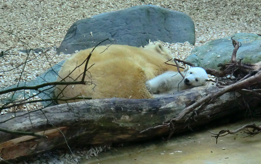 Eisbärin VILMA mit Eisbärbaby ANORI am 29. März 2012 im Zoologischen Garten Wuppertal