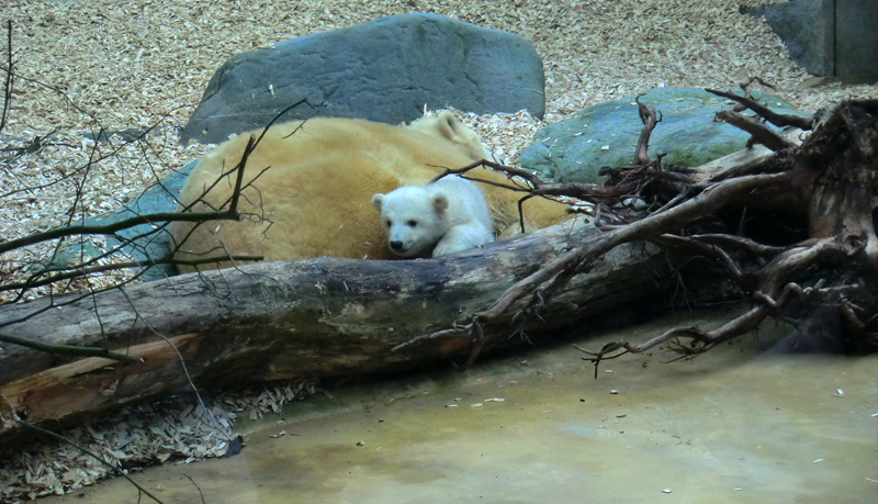 Eisbärin VILMA mit Eisbärbaby ANORI am 29. März 2012 im Wuppertaler Zoo