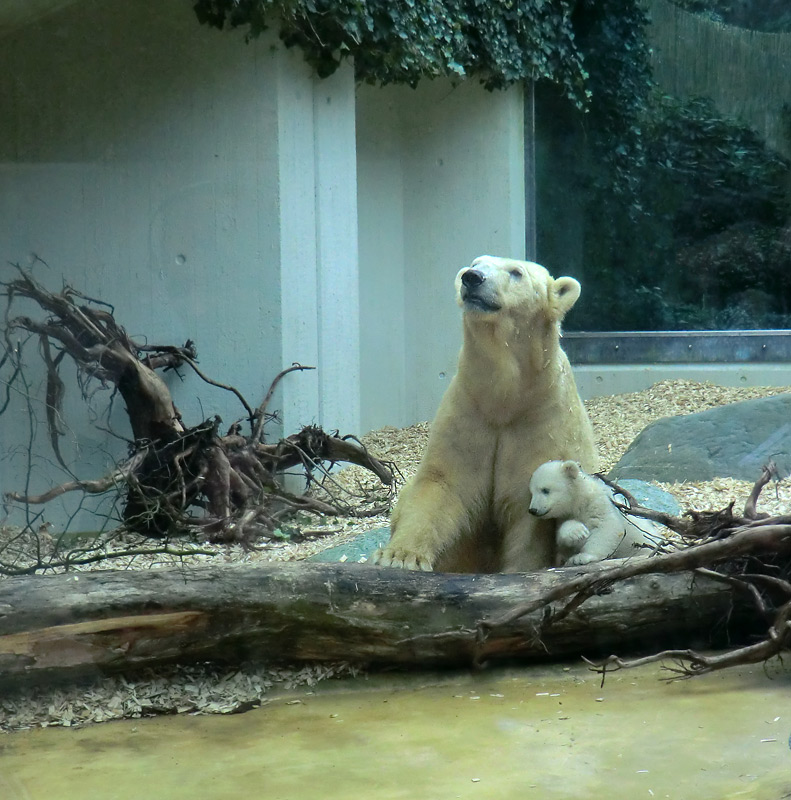 Eisbärin VILMA mit Eisbärbaby ANORI am 29. März 2012 im Zoo Wuppertal