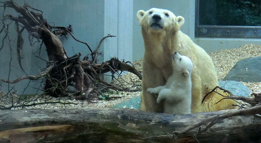 Eisbärin VILMA mit Eisbärbaby ANORI am 29. März 2012 im Zoologischen Garten Wuppertal