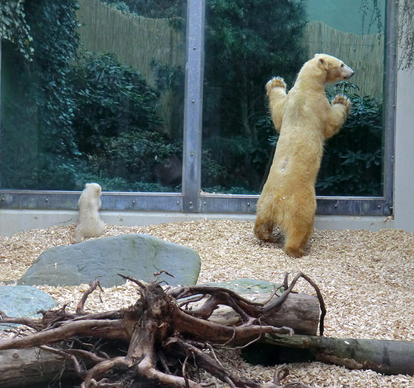 Eisbärin VILMA mit Eisbärbaby ANORI am 29. März 2012 im Wuppertaler Zoo