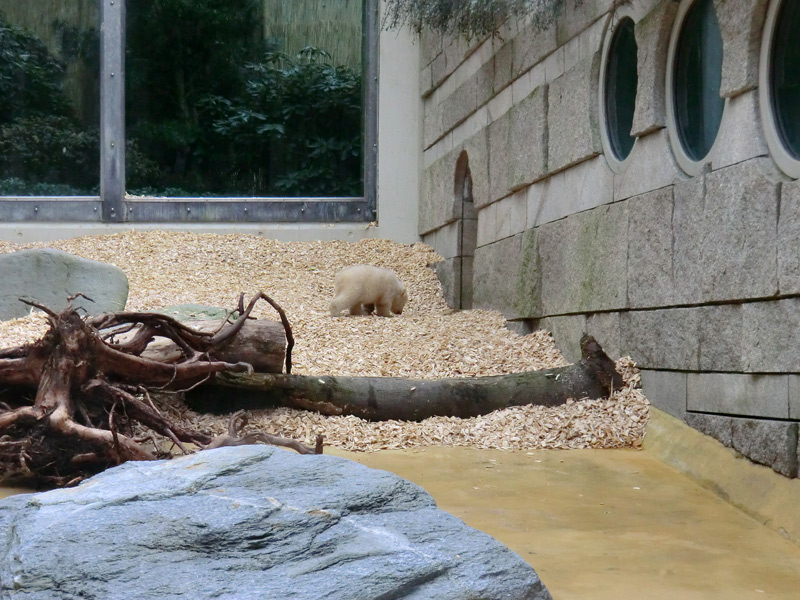 Eisbärbaby ANORI am 29. März 2012 im Zoo Wuppertal