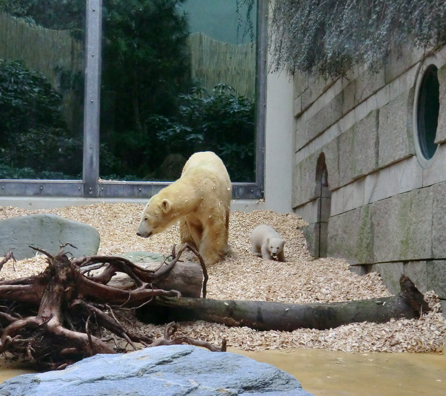 Eisbärin VILMA mit Eisbärbaby ANORI am 29. März 2012 im Zoologischen Garten Wuppertal