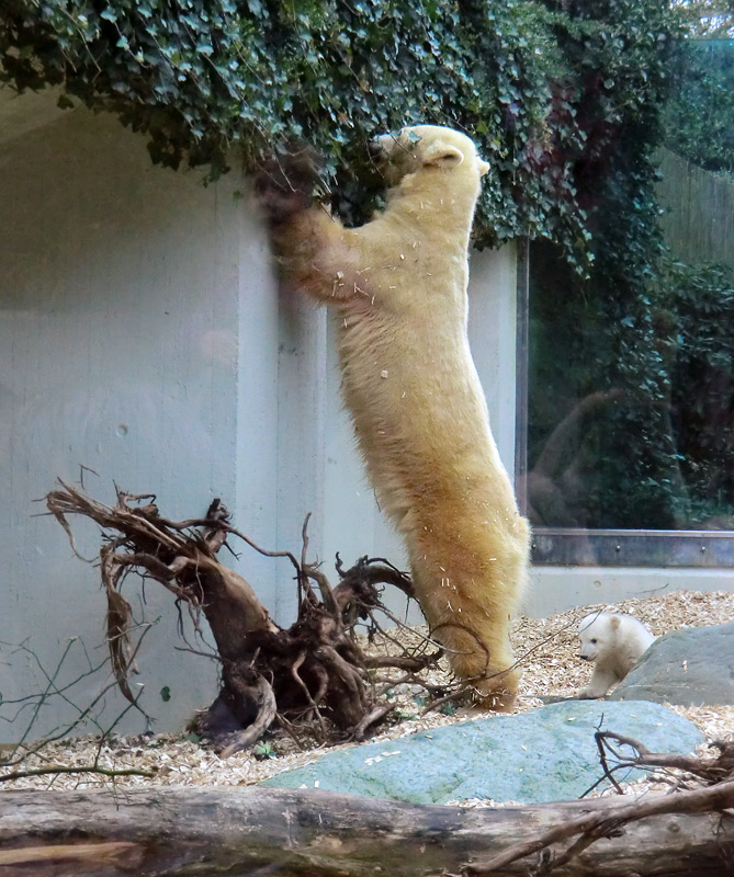 Eisbärin VILMA mit Eisbärbaby ANORI am 29. März 2012 im Wuppertaler Zoo