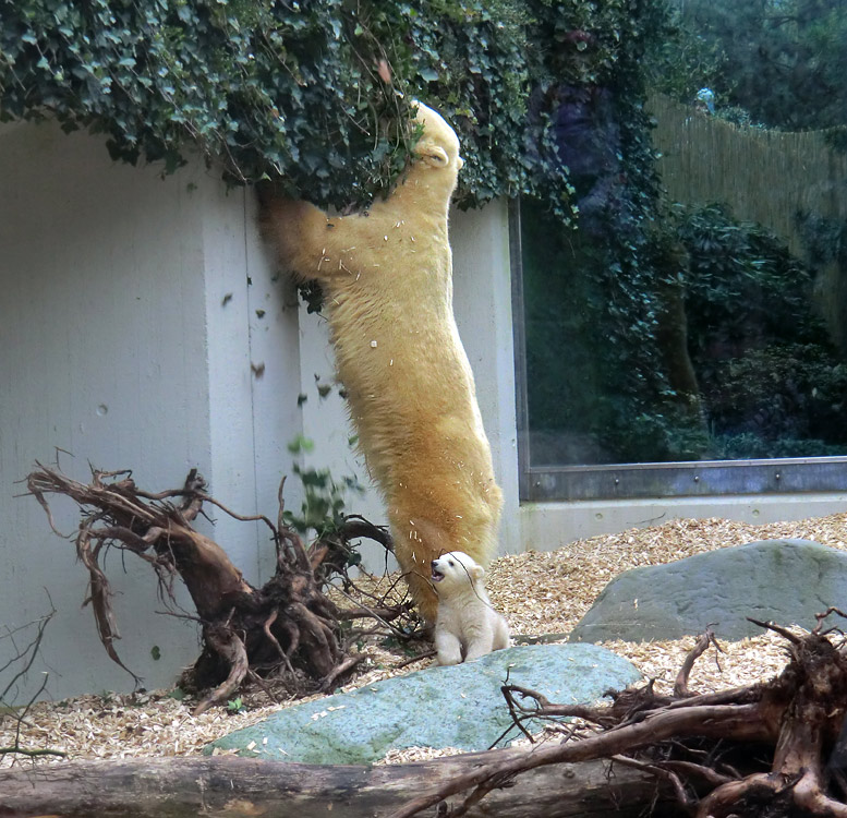 Eisbärin VILMA mit Eisbärbaby ANORI am 29. März 2012 im Zoologischen Garten Wuppertal