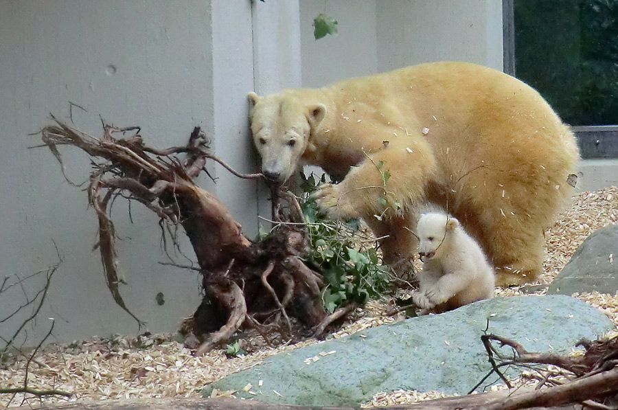 Eisbärin VILMA mit Eisbärbaby ANORI am 29. März 2012 im Wuppertaler Zoo