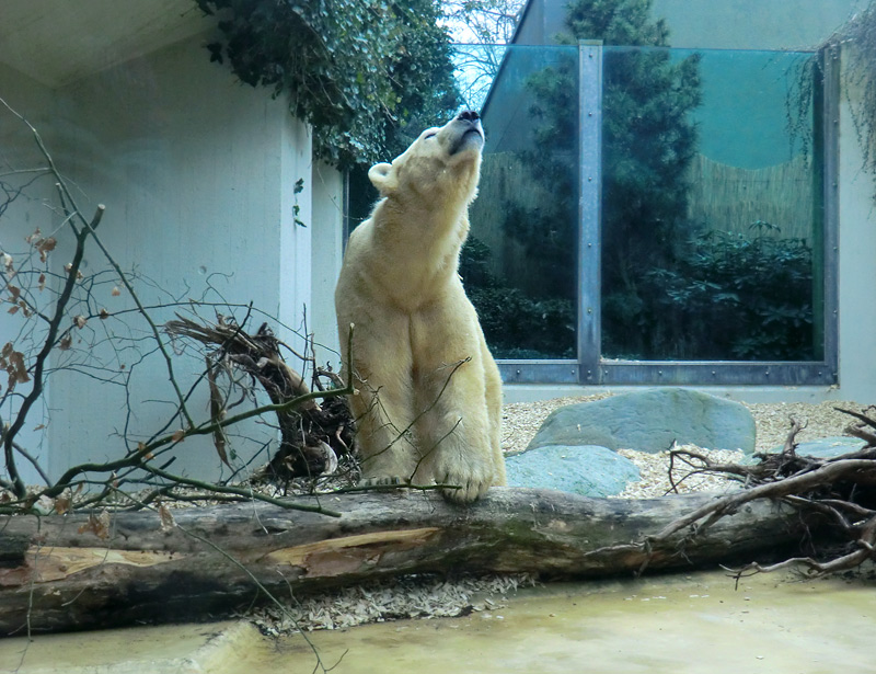 Eisbärin VILMA am 29. März 2012 im Wuppertaler Zoo