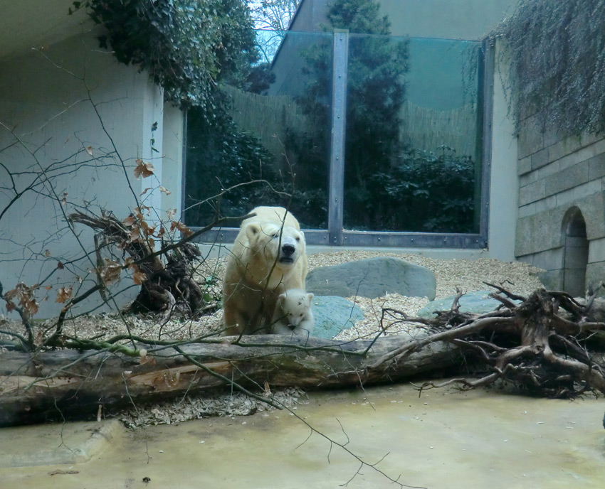 Eisbärin VILMA mit Eisbärbaby ANORI am 29. März 2012 im Zoologischen Garten Wuppertal