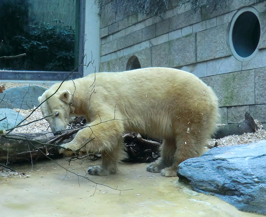 Eisbärin VILMA am 29. März 2012 im Wuppertaler Zoo