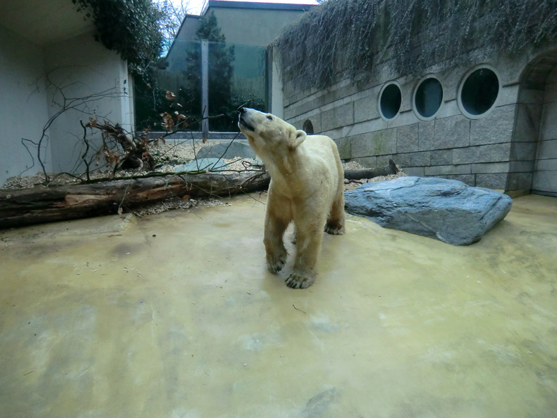 Eisbärin VILMA am 29. März 2012 im Zoologischen Garten Wuppertal