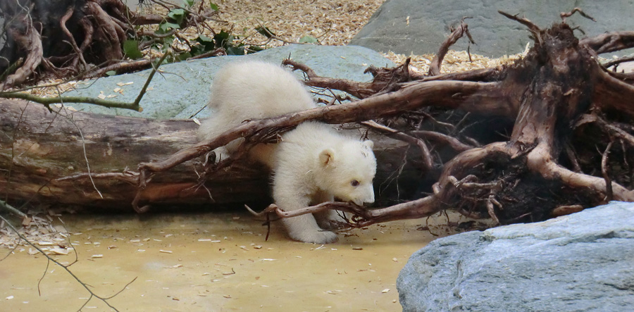 Eisbärbaby ANORI am 29. März 2012 im Zoologischen Garten Wuppertal