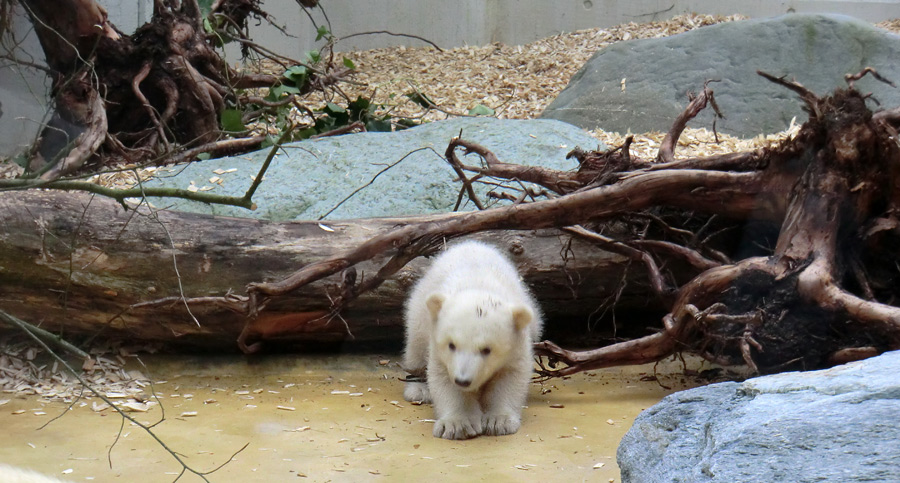 Eisbärbaby ANORI am 29. März 2012 im Zoo Wuppertal